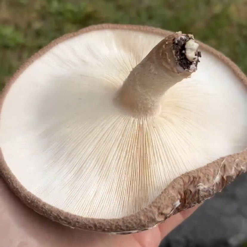 椎茸狩り